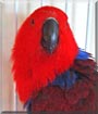 Scarlet the Solomon Island Eclectus
