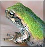 Bud the Frog