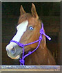 Valentine the Paint Horse