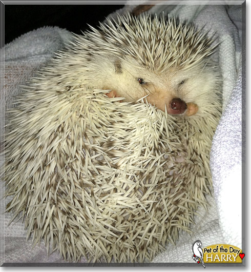 Harry, the Pet of the Day Harry, the Pet of the Day