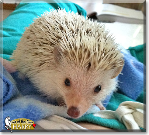 Harry, the Pet of the Day Harry, the Pet of the Day