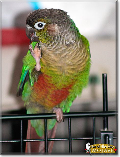Mojave, the Pet of the Day Mojave, the Pet of the Day