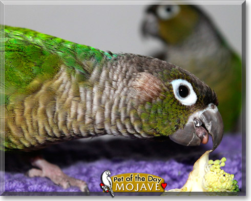 Mojave, the Pet of the Day Mojave, the Pet of the Day