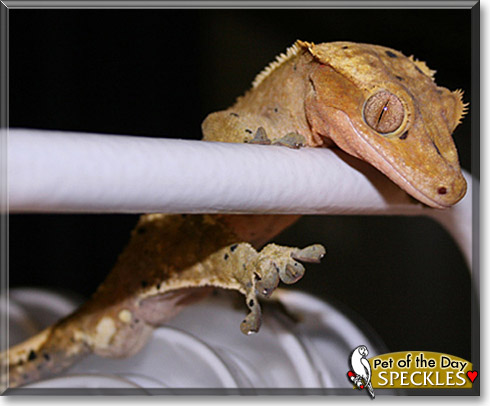 Speckles, the Pet of the Day Speckles, the Pet of the Day
