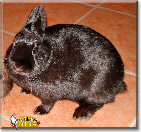 Nina, the Pet of the Day Nina, the Pet of the Day