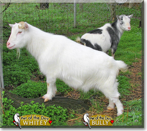 Whitey, Bully, the Pet of the Day Whitey, Bully, the Pet of the Day