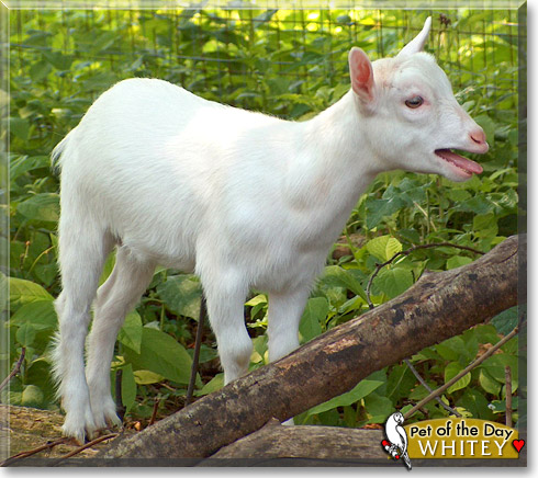 Whitey, the Pet of the Day Whitey, Bully, the Pet of the Day