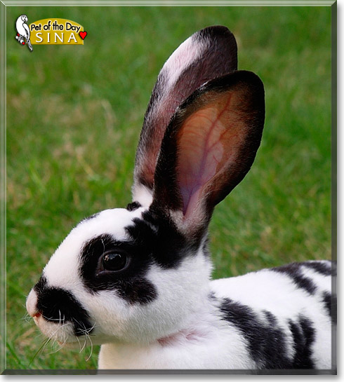 Sina, the Pet of the Day Sina, the Pet of the Day