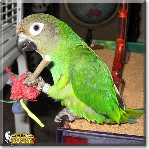 Rocky, the Pet of the Day Rocky, the Pet of the Day