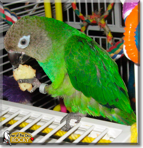 Rocky, the Pet of the Day Rocky, the Pet of the Day