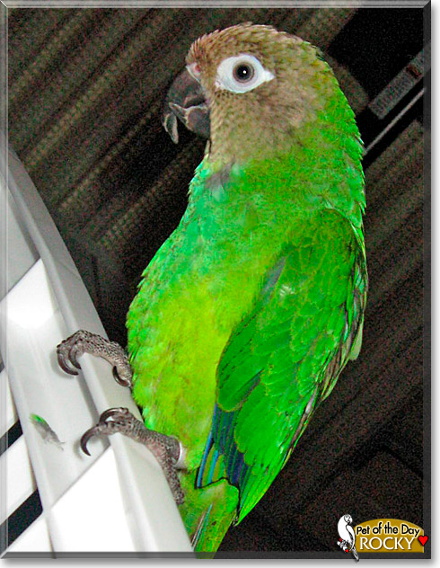 Rocky, the Pet of the Day Rocky, the Pet of the Day