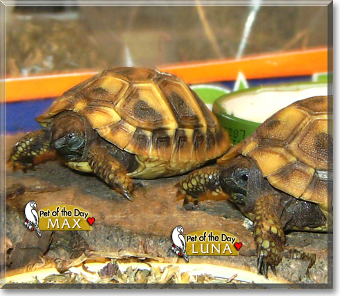 Max and Luna, the Pet of the Day