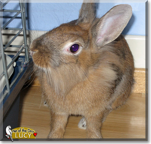Lucy, the Pet of the Day