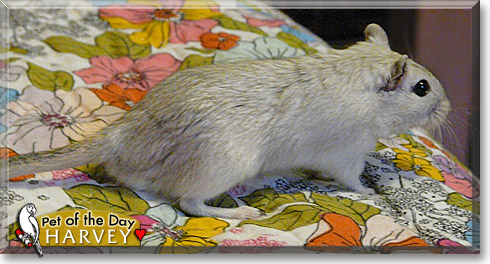 Harvey, the Pet of the Day Harvey, the Pet of the Day