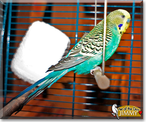 Jimmy, the Pet of the Day