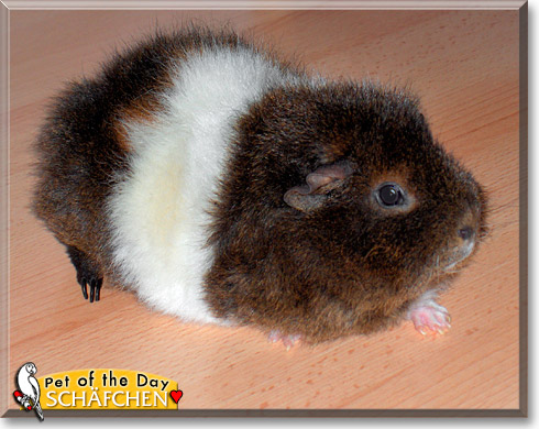 Schäfchen, the Pet of the Day
