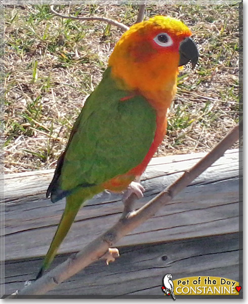 Constantine, the Pet of the Day Constantine, the Pet of the Day
