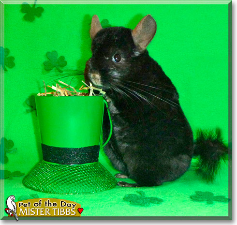Mister Tibbs, the Pet of the Day Mister Tibbs, the Pet of the Day