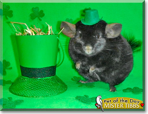 Mister Tibbs, the Pet of the Day Mister Tibbs, the Pet of the Day
