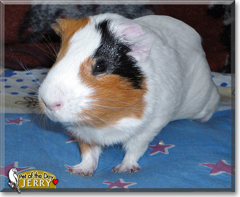 Jerry, the Pet of the Day Jerry, the Pet of the Day