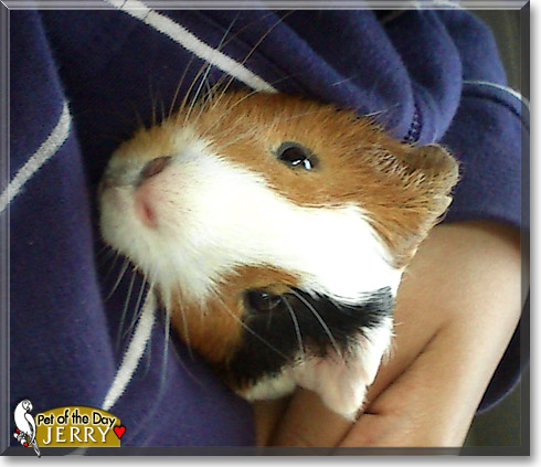 Jerry, the Pet of the Day Jerry, the Pet of the Day