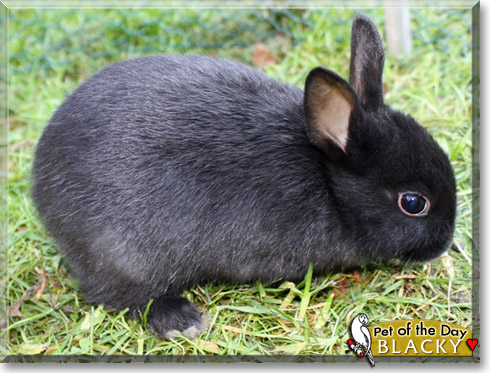 Blacky, the Pet of the Day