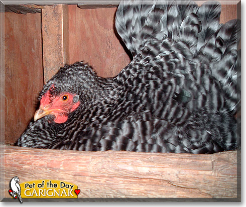 Garignak, the Pet of the Day Garignak, the Pet of the Day
