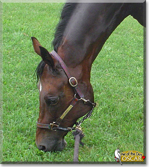 Oscar, the Pet of the Day Oscar, the Pet of the Day