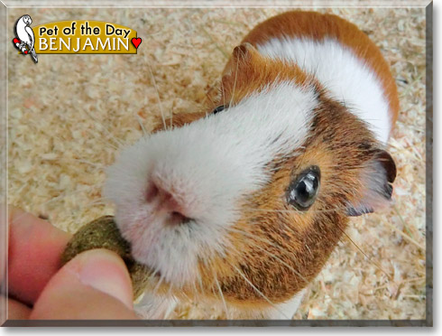 Benjamin, the Pet of the Day