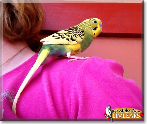 Limlears, the Pet of the Day Limlears, the Pet of the Day