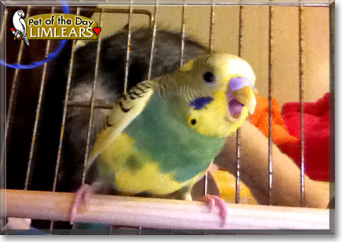 Limlears, the Pet of the Day Limlears, the Pet of the Day
