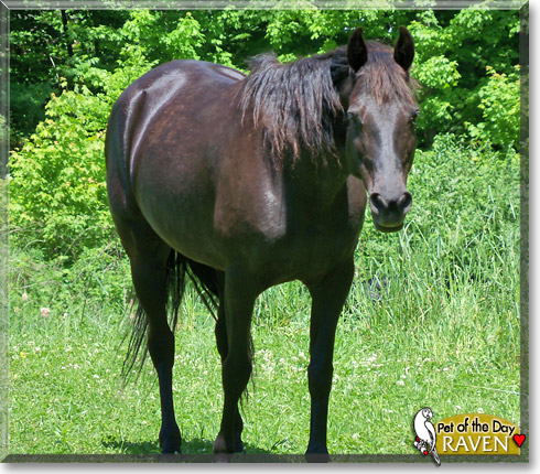 Raven, the Pet of the Day Raven, the Pet of the Day