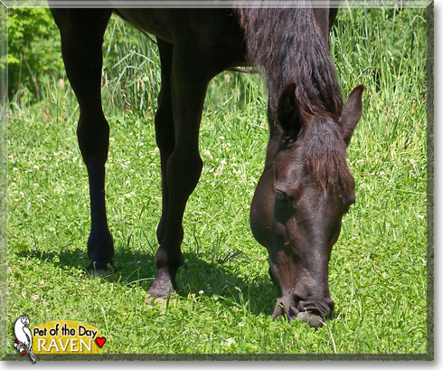 Raven, the Pet of the Day Raven, the Pet of the Day