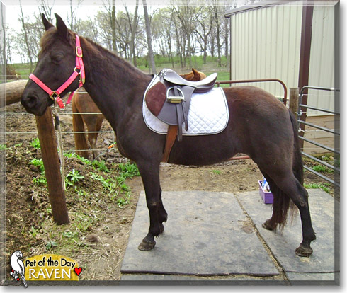 Raven, the Pet of the Day Raven, the Pet of the Day