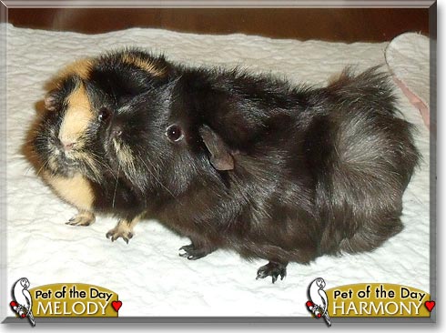 Harmony, Melody, the Pet of the Day