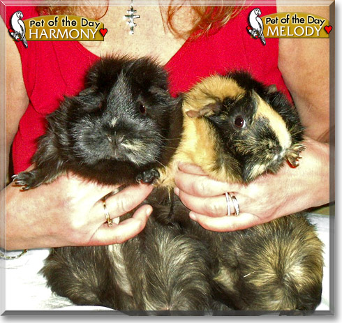 Harmony, Melody, the Pet of the Day