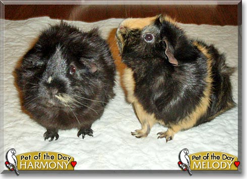 Harmony, Melody, the Pet of the Day