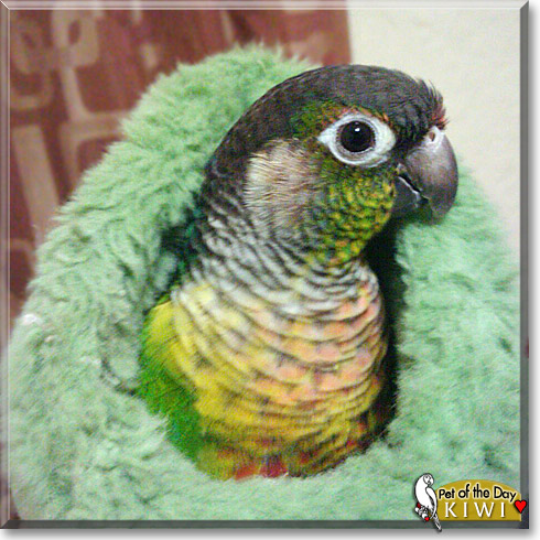 Kiwi, the Pet of the Day Kiwi, the Pet of the Day