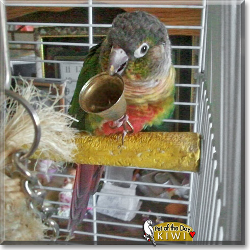 Kiwi, the Pet of the Day Kiwi, the Pet of the Day