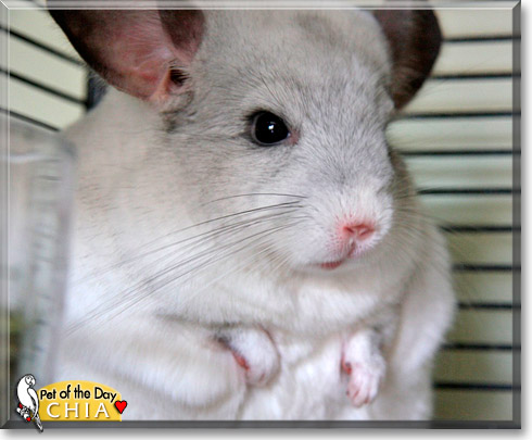 Chia, the Pet of the Day Chia, the Pet of the Day