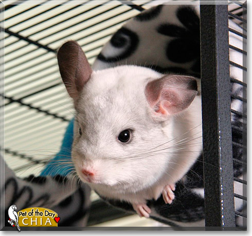 Chia, the Pet of the Day Chia, the Pet of the Day