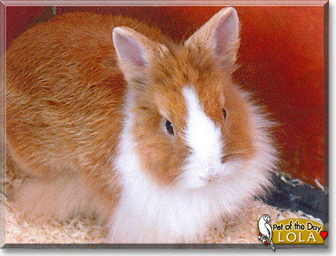 Lola, the Pet of the Day
