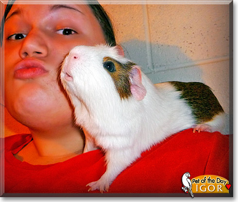 Igor, the Pet of the Day Igor, the Pet of the Day