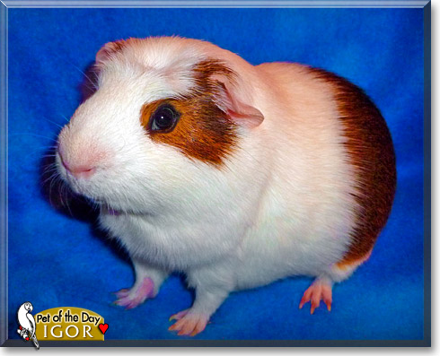 Igor, the Pet of the Day