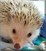Harry the Hedgehog