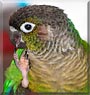 Mojave the Green Cheek Conure
