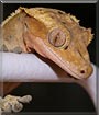 Speckles the Crested gecko