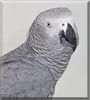 Jessie the African Grey parrot