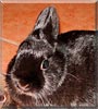 Nina the Dwarf Rabbit