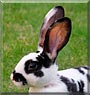 Sina the Dalmatian Rex Rabbit